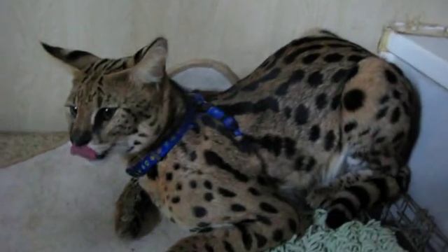 Злой кот Ашера смотреть онлайн