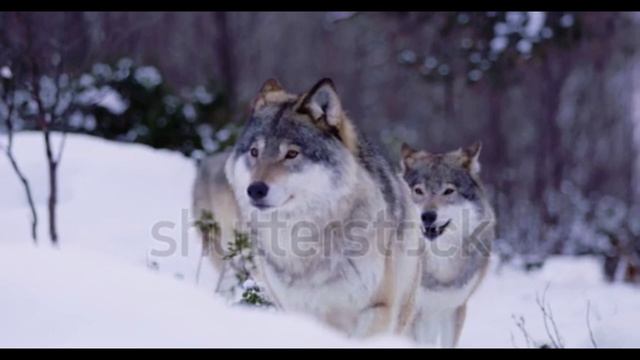 Хищники) смотреть онлайн