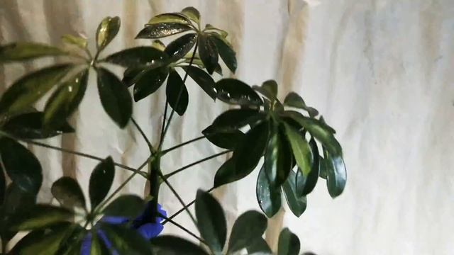 Шефлера.  Обрезка шефлеры.  Размножение шефлеры