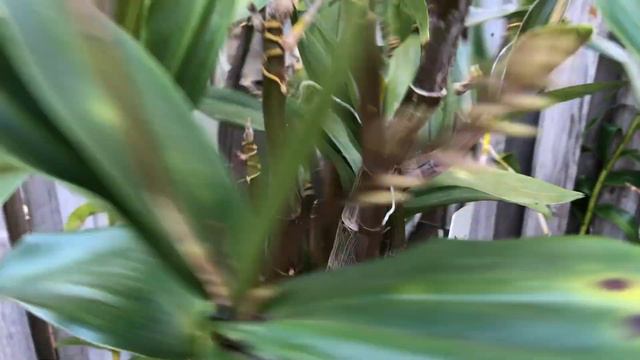 Орхидейный Коридорчик😍 Гуляем смотреть онлайн