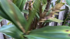 Орхидейный Коридорчик😍 Гуляем