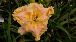 Лилейник BAMBOO FAN