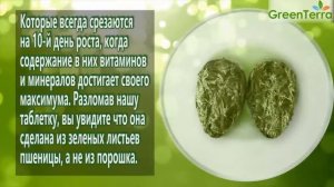 Зеленые ростки пшеницы, прессованные. Полезные свойства ростков пшеницы.