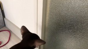 Ориентал пришёл в гости к царю l коты знакомятся l ориентальный кот