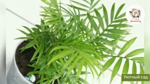 ХАМЕДОРЕЯ: уход в домашних условиях