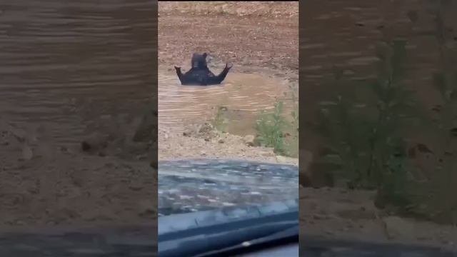 Мишка «принял ванну» в луже у дороги