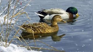 Чего улетать оттуда, где итак хорошо кормят?)