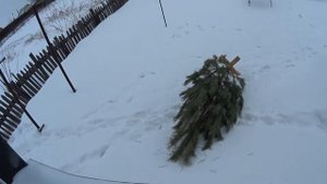 хвойный отвар для бани