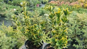 БЕРЕСКЛЕТ ЯПОНСКИЙ "MARIEKE" (МЭРИКЕ) посадка и уход