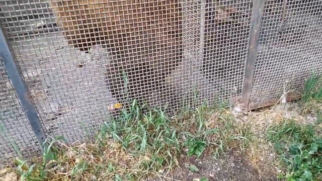 VLOG: Шикарная база отдыха в близи п. Куеда,  крутые песни под гитару... Кормим медведя яблоками! смотреть онлайн