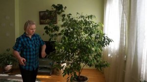 Обрезка взрослого фикуса. Как правильно обрезать взрослый фикус.