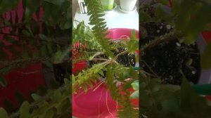 Полив папоротника. Просто вода.