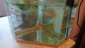 Нерест жемчужного гурами? День первый.