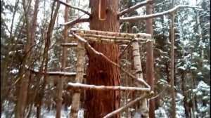 Борть для пчел. Первый этап. Бортевое пчеловодство.