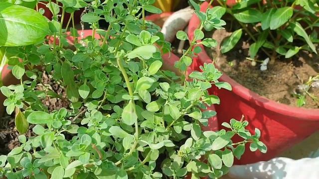 Care of Marwa / Oreganum Majorana Plant || Fun Gardening смотреть онлайн