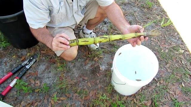 How to Grow Sugar Cane in Your Yard: Getting it Started.
