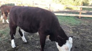 Страшный укол для телят !!!!!  Поставил витамины .