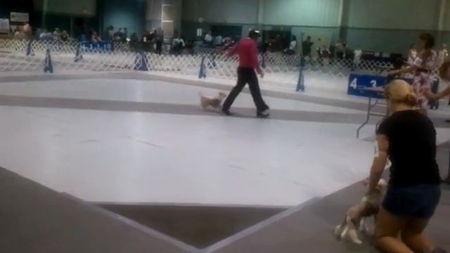 Fluffy's first puppy match смотреть онлайн