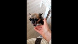 ЧИХУАХУА ЧЕМ КОРМИТЬ?