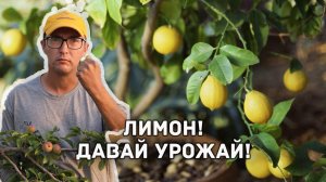 Как помочь лимону зацвести? Лимон из косточки - как заставить плодоносить?