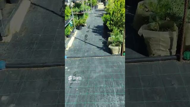 можжевельник прокумбенс Нана потихоньку приходит в норму .и на вечер будем спасать Андорру компакт