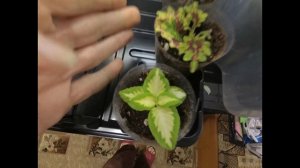 Колеус. Зимовка.Способ размножения черенками.Цветы для дома и сада.