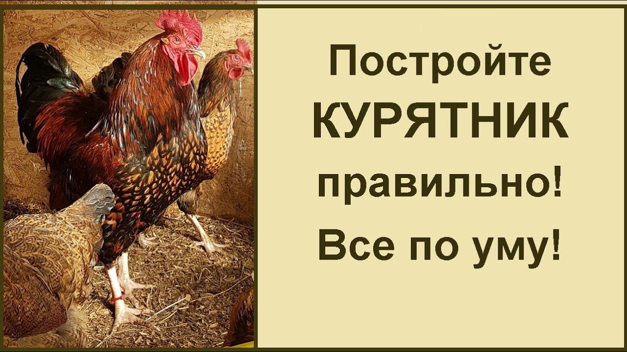 Устройство курятника. Все по уму. Практические советы от соседа. ВИДЕО