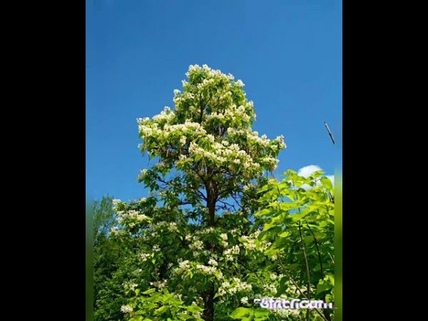beautiful forest  красота леса