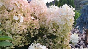 Метельчатая гортензия Бобо в конце августа / Hydrangea BOBO