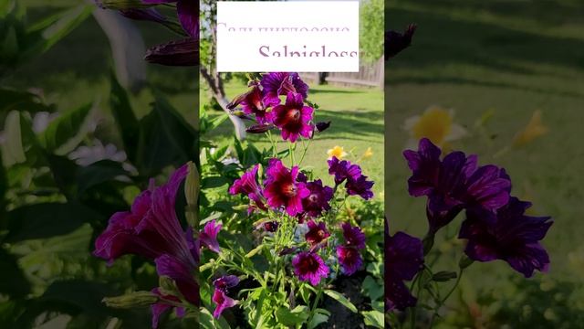 Удивительный брат петунии - Сальпиглоссис (Salpiglossis)?