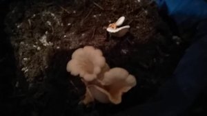 Эринги на компосте. Результат