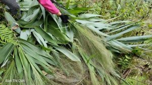 How to Build farm life, wild foraging for pigs and ducks - Green forest life | Ban Thi Diet