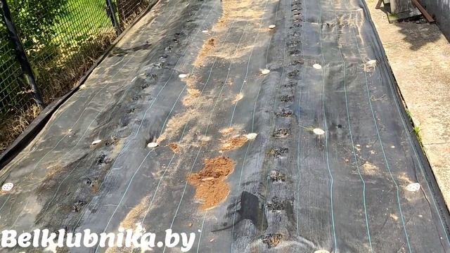 Настоящая КУПЧИХА и АРАБЕЛЛА. Обновление почвы. Belklubnika.by.mp4 смотреть онлайн