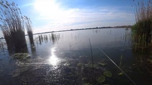 Ловля чернухи(краснопёрки) в камышах.