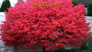 Кустарники цветущие осенью