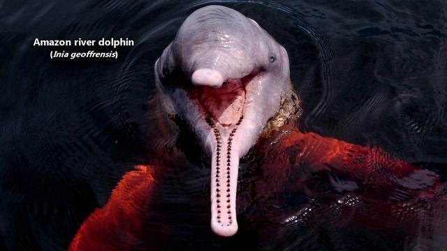 River Dolphin Facts: the PINK DOLPHIN facts | Animal Fact Files смотреть онлайн