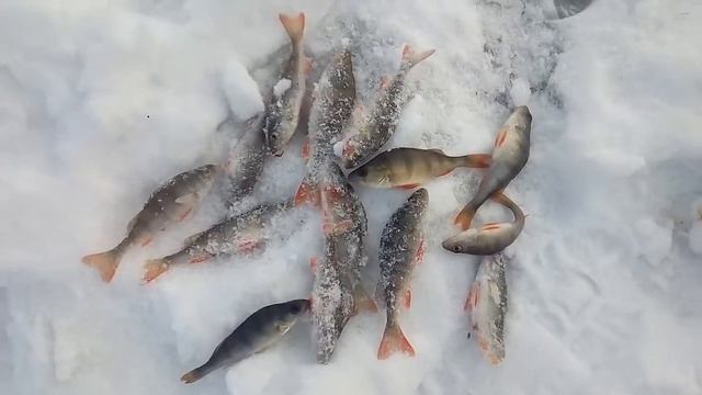 Невьянск 6.12.2018г Рыбалка смотреть онлайн