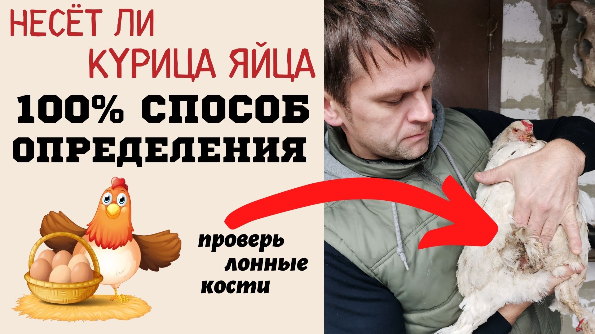 Как проверить, несёт ли курица яйца: 100% способ проверки яйценоскости