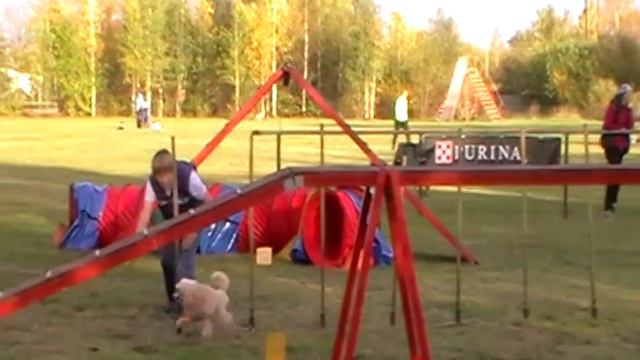 Володина Надежда и той-пудель НЕВСКИЙ СУВЕНИР ХАНУМА. Командный зачет.