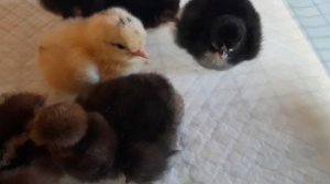 Генофонд Сергиев Пасад- вельзумер и русская хохлатая