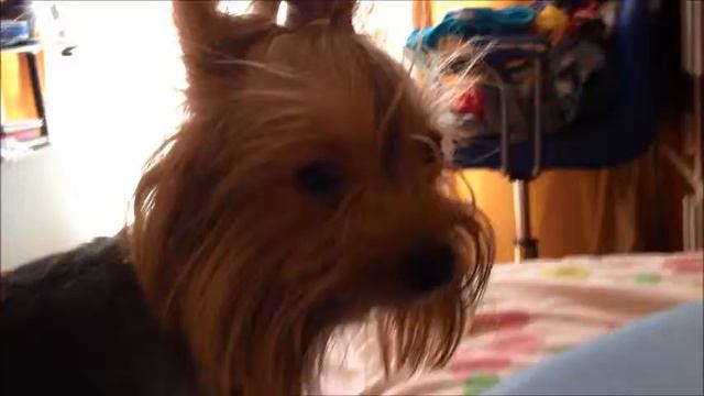 Моя няша:**Собака-засыпака смотреть онлайн