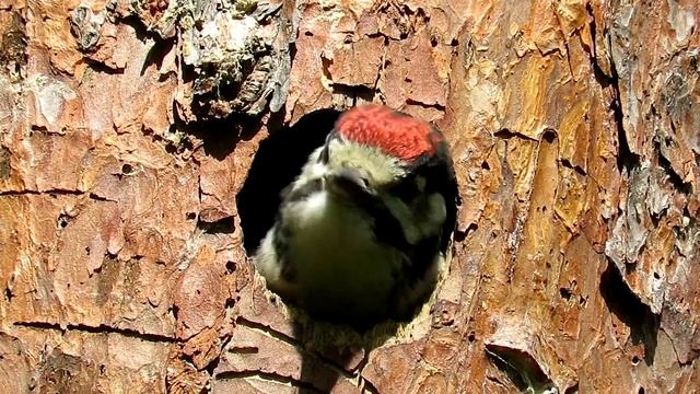 Последний птенец Дятла в дупле, Woodpecker chicks смотреть онлайн