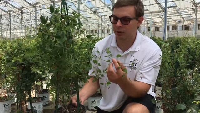 Proven Winners Sweet Summer Love Clematis смотреть онлайн