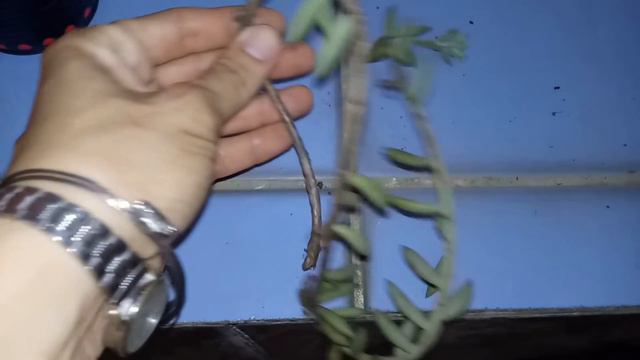 COMO FAZER MUDAS DE SUCULENTAS - FÁCIL E RÁPIDO