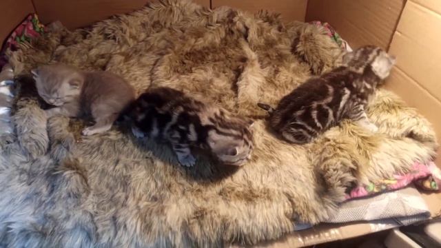 У кошки пропало молоко! Что делать? Шотландские котята от чистокровных родителей!
