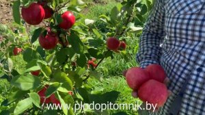 Яблоня сорт МЕЧТА. Один из лучших летних сортов яблок для сада