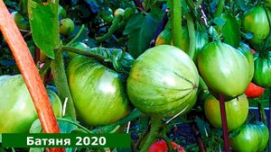 ТОМАТЫ.  Подводим итоги, работа над ошибками