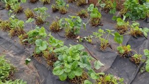 Уход за клубникой в сентябре! Сделайте ТАК, чтобы СОБИРАТЬ ЯГОДЫ ВЁДРАМИ!