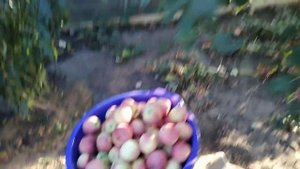 Яблоня Фуджи Кику 8