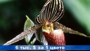 Цветы самые дорогие в мире